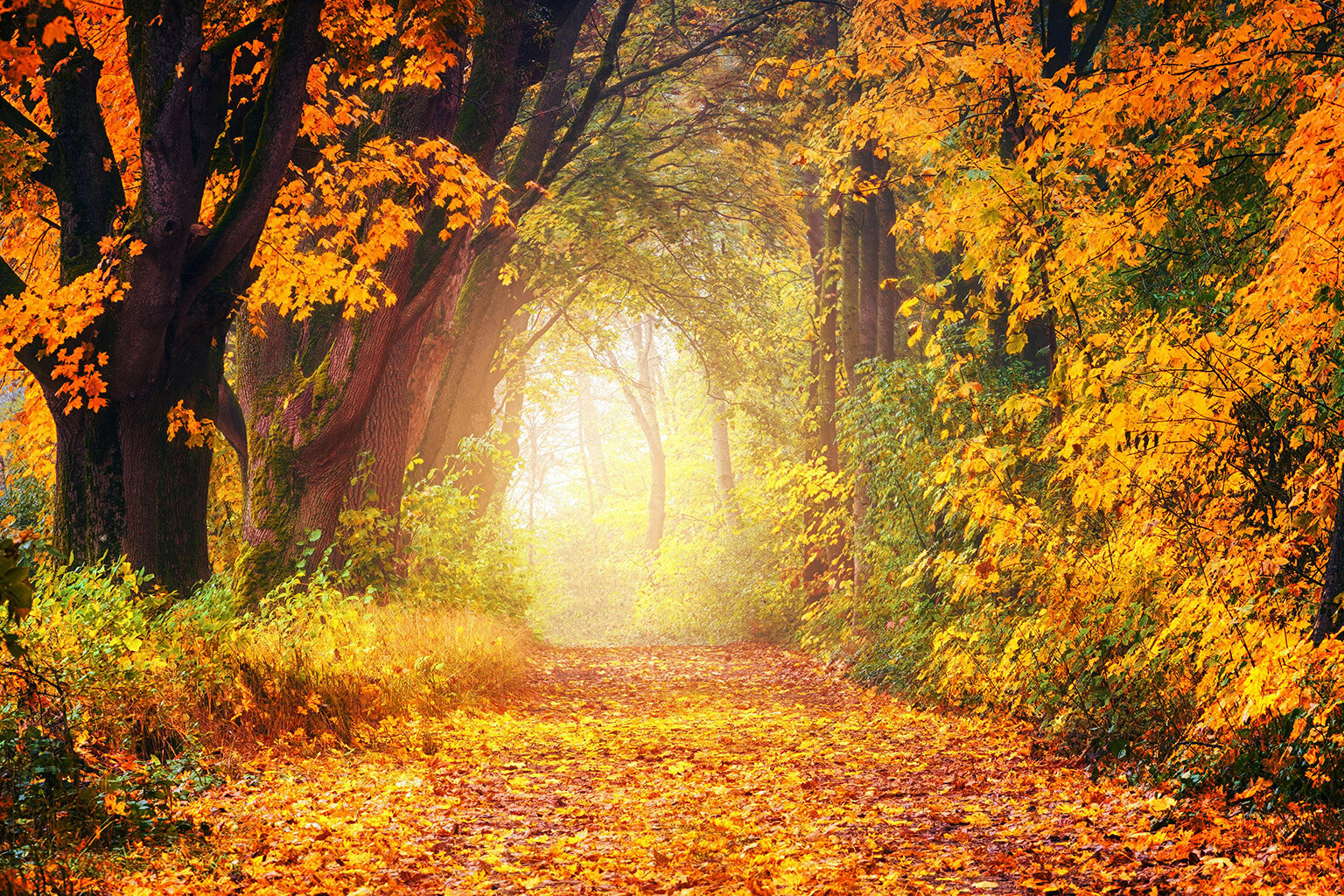Kanzlei-News Herbst 2024, Neue Buchhalter, Personalverrechner usw. Herbststimmung, Weg mit Bäumen; Bild zu Post "Kanzlei-News Herbst 2024", Neue Buchhalter und Personalverrechner im Team